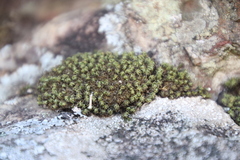 Hypodontium