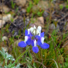 Lupinus nanus
