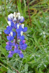 Lupinus nanus