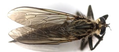 Eutolmus rufibarbis