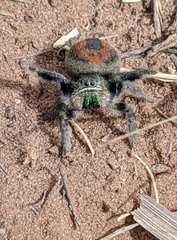 Phidippus ardens