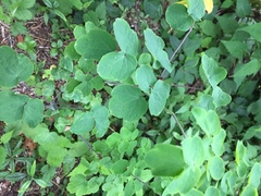 Thalictrum rochebruneanum