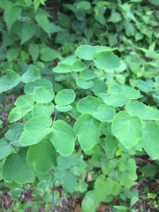 Thalictrum rochebruneanum