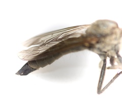 Eutolmus rufibarbis