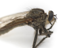 Eutolmus rufibarbis