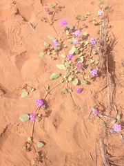 Abronia gracilis