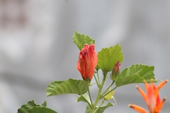 Hibiscus rosa-sinensis