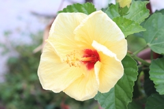 Hibiscus rosa-sinensis
