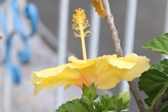 Hibiscus rosa-sinensis