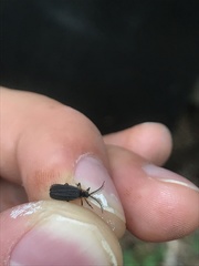 Leptoceletes basalis