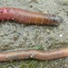 Blow Lugworm - Photo (c) Auguste Le Roux, some rights reserved (CC BY)