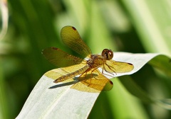 Perithemis icteroptera