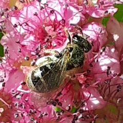 Lasioglossum laevissimum