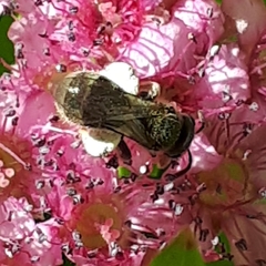 Lasioglossum laevissimum