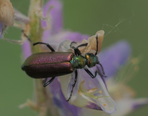Nuttall's blister beetle