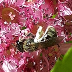 Lasioglossum laevissimum