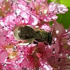 Lasioglossum laevissimum