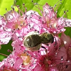 Lasioglossum laevissimum