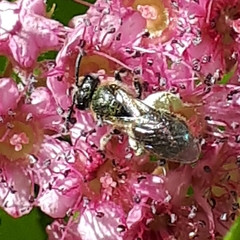Lasioglossum laevissimum