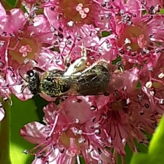 Lasioglossum laevissimum