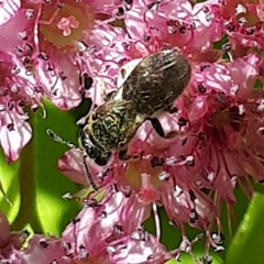 Lasioglossum laevissimum