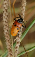 Tituboea sexmaculata