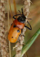 Tituboea sexmaculata