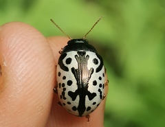 Calligrapha amator