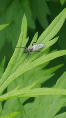 Bibio albipennis