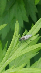 Bibio albipennis