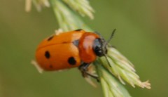 Tituboea sexmaculata