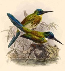 Bronzy Jacamar photo 1