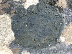 Placynthium flabellosum