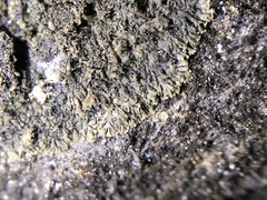 Placynthium flabellosum