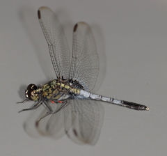 Erythrodiplax basalis