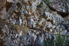 Breutelia substricta