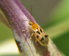 Systena nigroplagiata