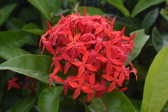 Ixora coccinea