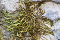 Breutelia substricta