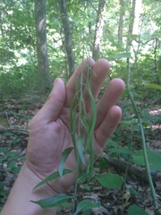 Borodinia canadensis