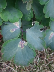 Phytomyza aquilegiae