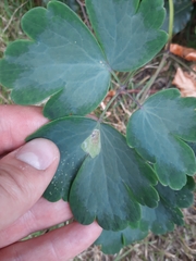 Phytomyza aquilegiae