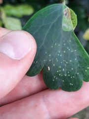 Phytomyza aquilegiae