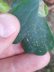 Phytomyza aquilegiae