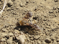 Thyridanthrax nugator