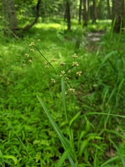 Scirpus georgianus