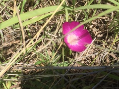 Callirhoe involucrata