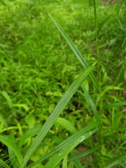 Scirpus georgianus