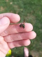 Agapostemon virescens
