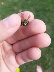Agapostemon virescens